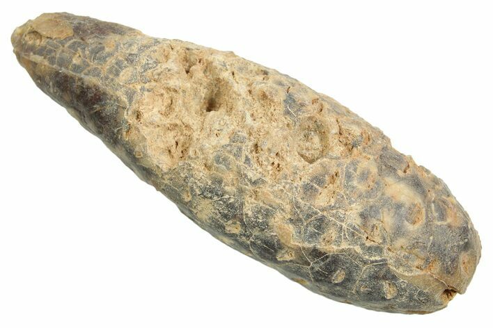 Fossil Cycadophyte Seed Cone - Boujdour, Morocco #349020